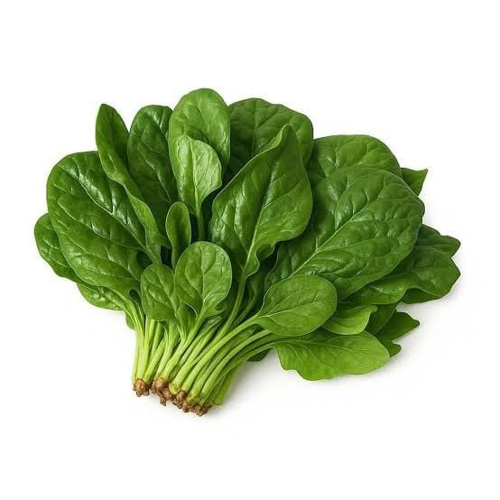 KUZU KULAĞI